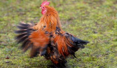 Mārtiņdiena būs mākoņaina, pa laikam nedaudz līs