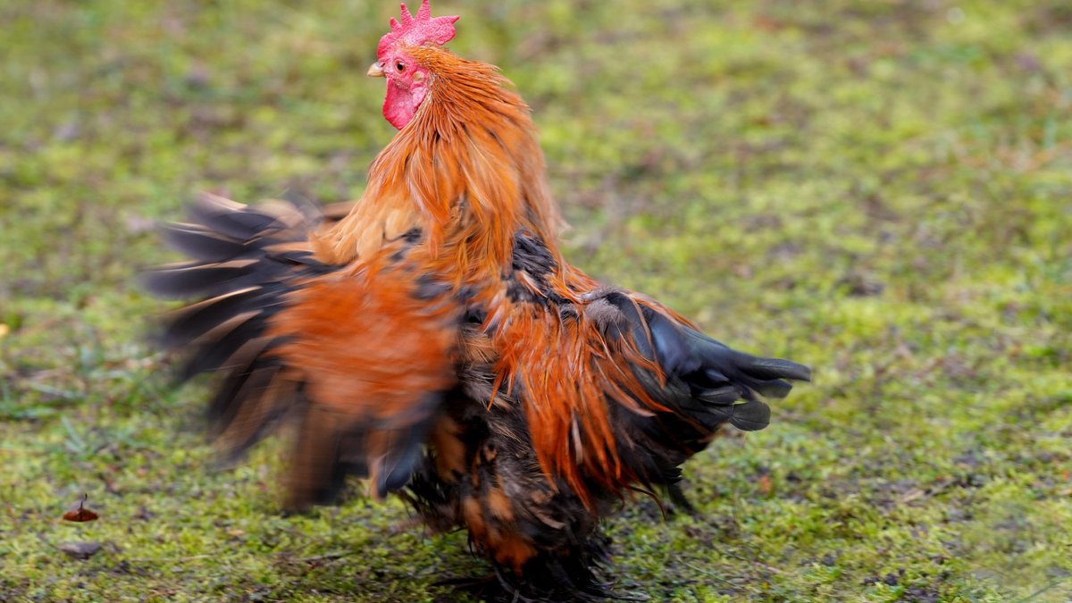 Mārtiņdiena būs mākoņaina, pa laikam nedaudz līs