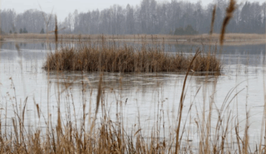 Prognoze uz nedēļu - sinoptiķi atklāj kartes