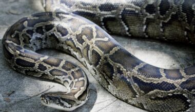 Ceturtdien brīžiem līs lietus, laiks būs mākoņains