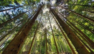 Investīcijas inovācijās – galvenais meža nozares dzinējspēks :: Dienas Bizness