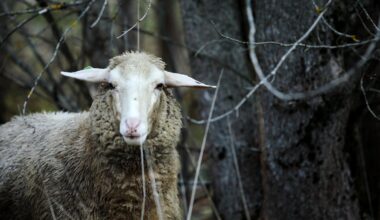 Svētdien gaidāms miglaini dūmakains un mitrs laiks