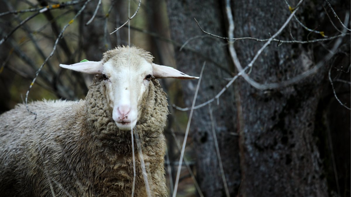 Svētdien gaidāms miglaini dūmakains un mitrs laiks