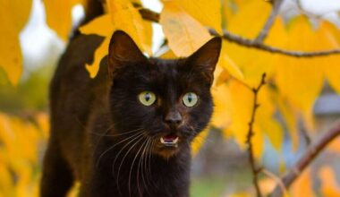 Dvīņiem nevajadzētu cilāt pagātni, Jaunavas sagaida labas ziņas – 2. novembra horoskops