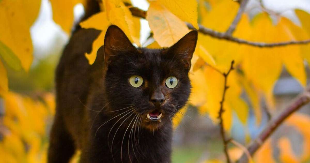 Dvīņiem nevajadzētu cilāt pagātni, Jaunavas sagaida labas ziņas – 2. novembra horoskops