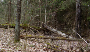 Pieci cilvēki iet bojā mīnas sprādzienā Ukrainas pierobežā