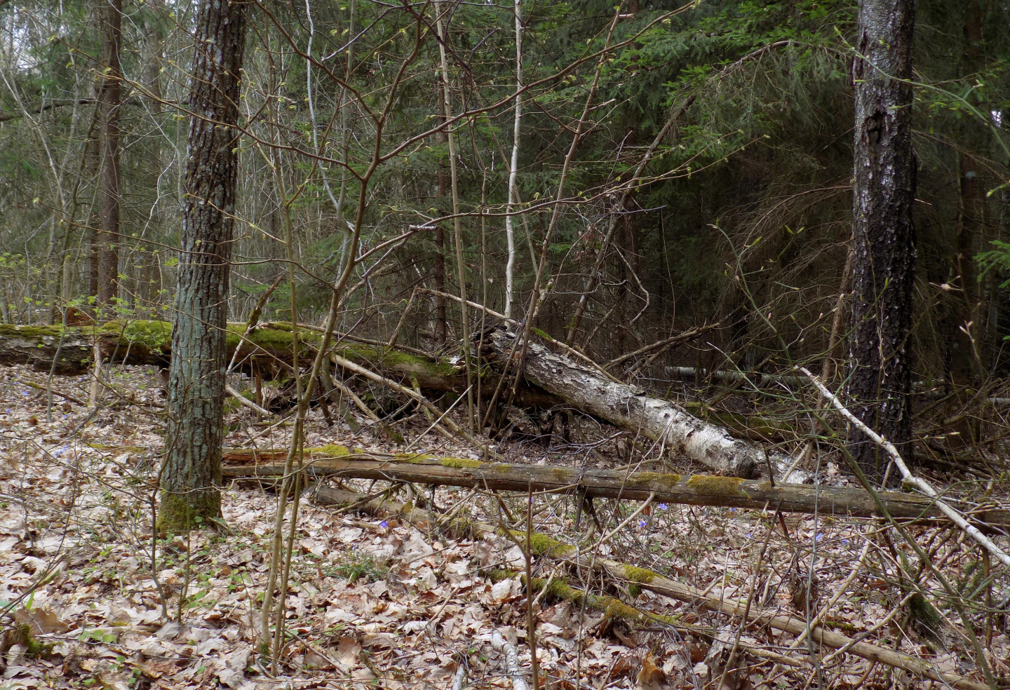 Pieci cilvēki iet bojā mīnas sprādzienā Ukrainas pierobežā