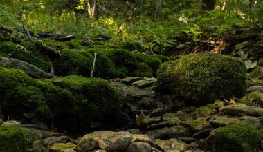 Igaunijā pie Krievijas robežas atrod aviācijas bumbu