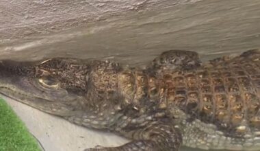 Privātīpašumā konfiscē krokodilu - nra.lv