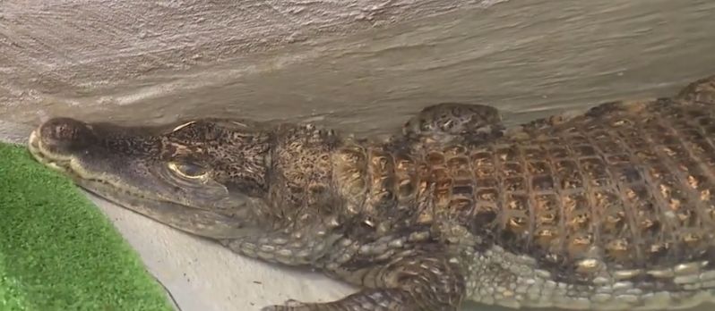 Privātīpašumā konfiscē krokodilu - nra.lv