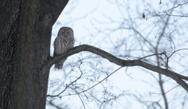 Ārzemniekiem pārdota viena no lielākajām Latvijas kokzāģētavām