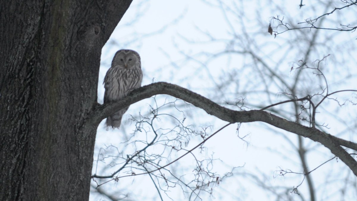 Ārzemniekiem pārdota viena no lielākajām Latvijas kokzāģētavām