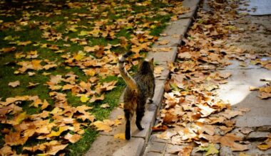 Auni demonstrēs unikalitāti, Dvīņiem nevajag brūķēt muti – 3. novembra horoskops