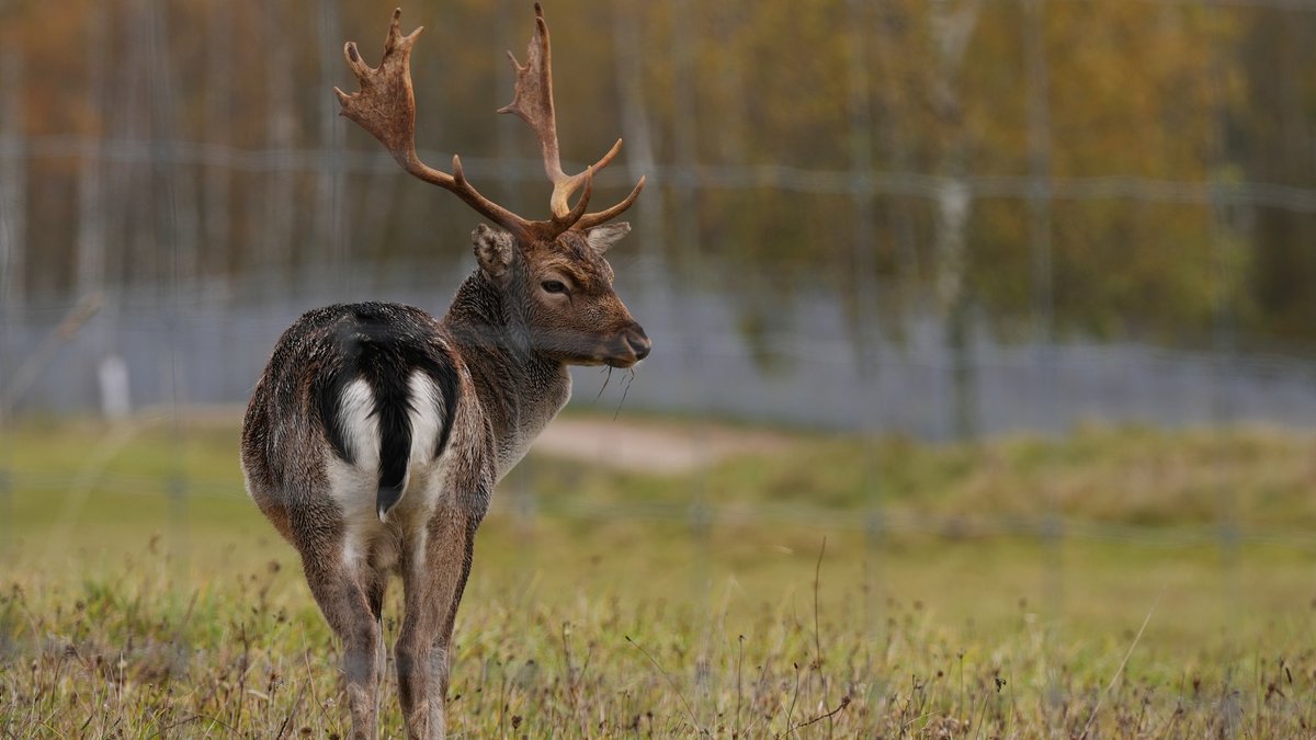 Ceturtdien starp mākoņiem izsprauksies kāds saules stars