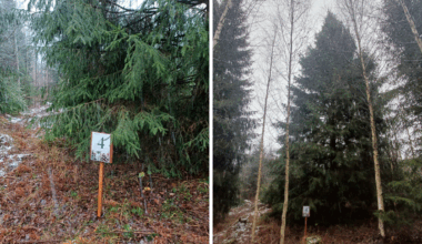 Izvēlētas galvenās Rīgas Ziemassvētku egles un nosprausts datums to iedegšanai