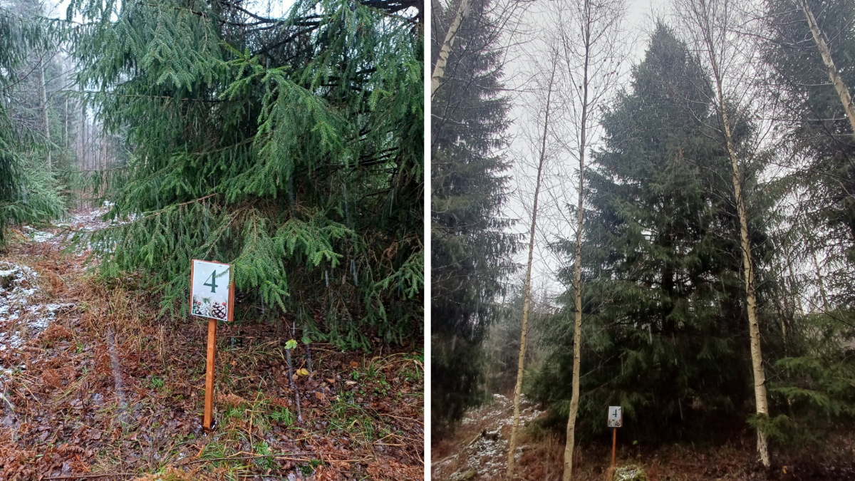 Izvēlētas galvenās Rīgas Ziemassvētku egles un nosprausts datums to iedegšanai