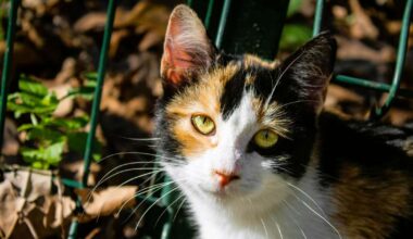 Vēži nedrīkst mainīt spēles noteikumus, Svari gūs novērtējumu darbā – 5. novembra horoskops