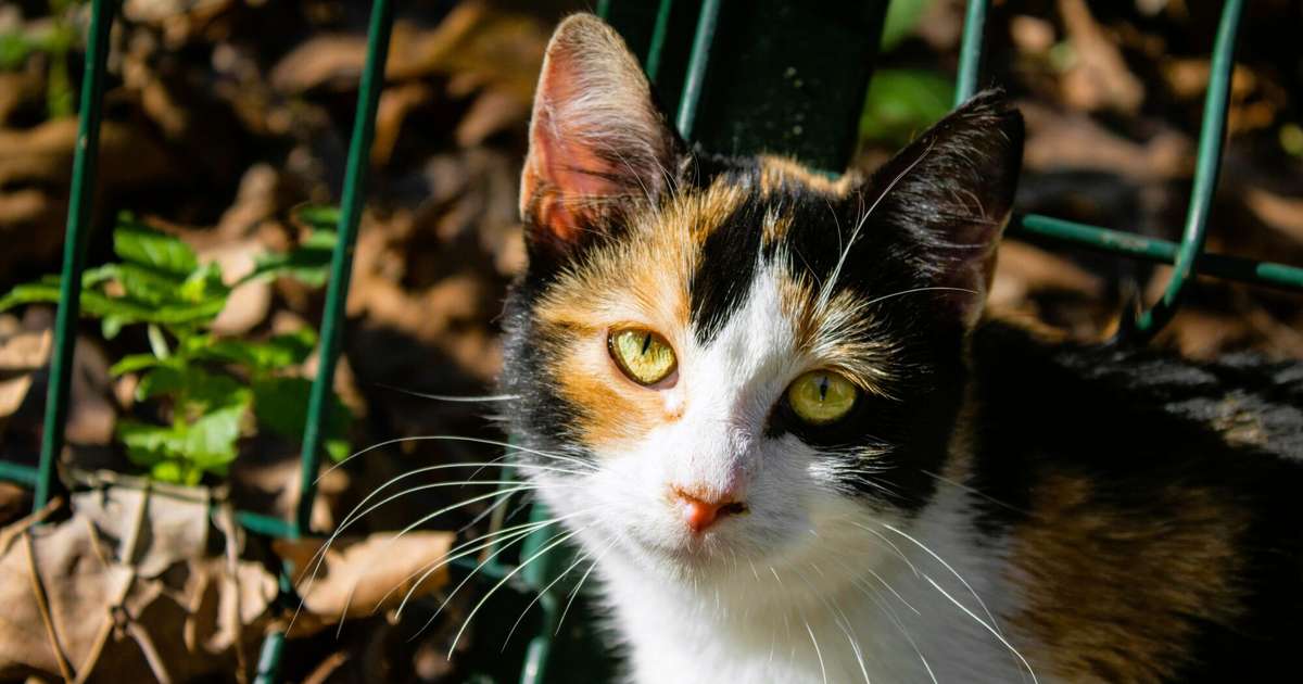 Vēži nedrīkst mainīt spēles noteikumus, Svari gūs novērtējumu darbā – 5. novembra horoskops