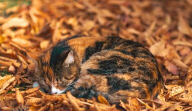 Strēlnieki var veidot jaunas attiecības, Zivīm vēlams nesasteigt lēmumus – 1. novembra horoskops