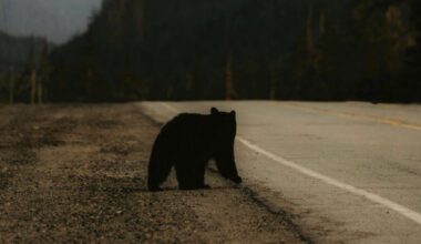 Rēzeknes novadā nakts vidū norisinās baisi notikumi