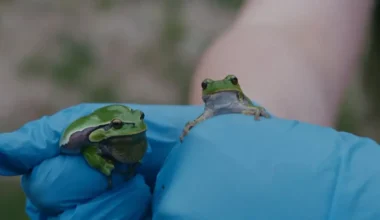 Naktī brist pa dīķiem ar dēlēm. Filma «Varžu safari» atklāj, kā Latvijā atkal parādījušās kokvardes