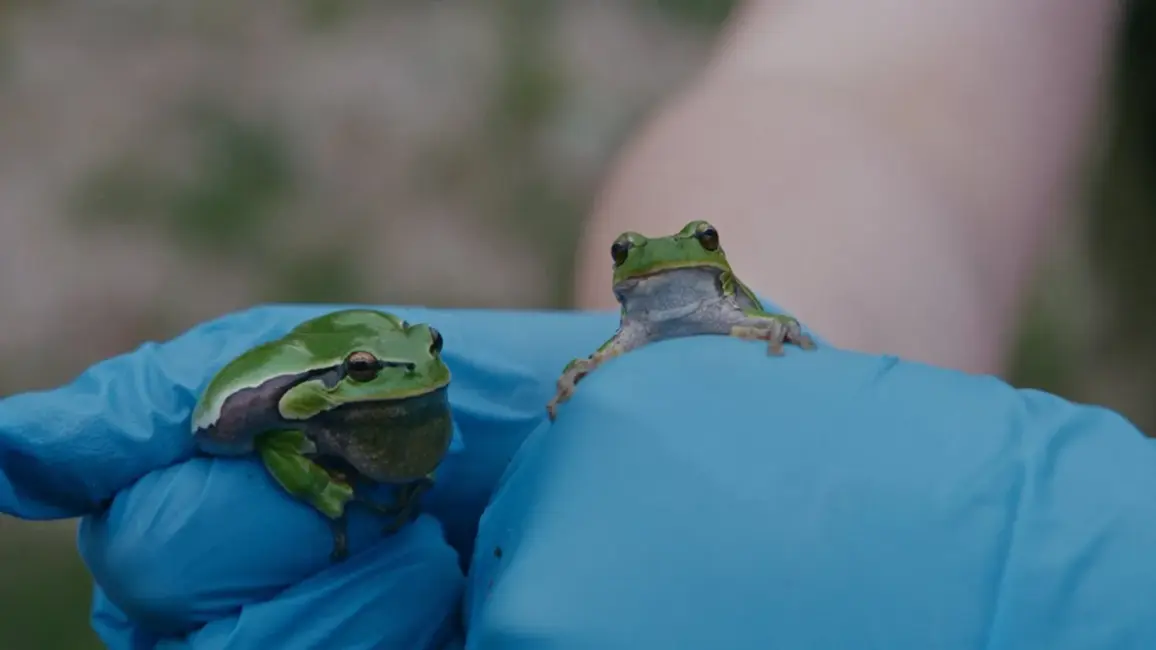 Naktī brist pa dīķiem ar dēlēm. Filma «Varžu safari» atklāj, kā Latvijā atkal parādījušās kokvardes