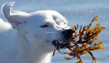 No nākamā gada mainīsies suņu bīstamības izvērtēšanas kārtība; agresīvus dzīvniekus varēs eitanazēt