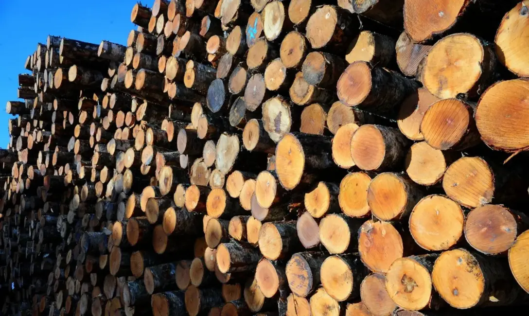 «Timbro» ieguldīs 5 miljonus eiro mežsaimniecības attīstībā un plāno iekarot Igaunijas un Lietuvas tirgus