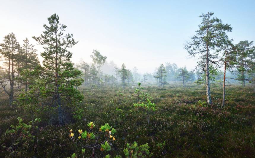 Igaunijā pie Krievijas robežas atrasta 250 kilogramus smaga aviobumba — Santa