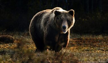 Atklātas jaunas detaļas par Ogrē nelikumīgi nomedīto lāci — Santa