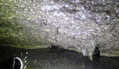 Grieķijas alā zinātnieki atrod lielāko zirnekļu tīklu pasaulē. Tāds iepriekš nekad nebija redzēts! — Santa