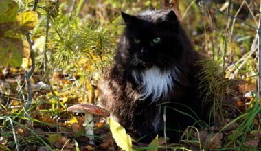 Foto: Evija Trifanova/LETA