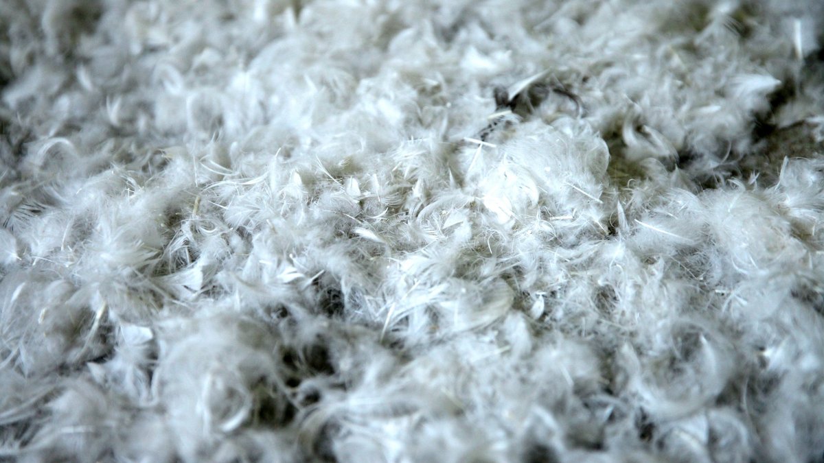 Mājputnu novietnē Durbes pagastā konstatē putnu gripas uzliesmojumu