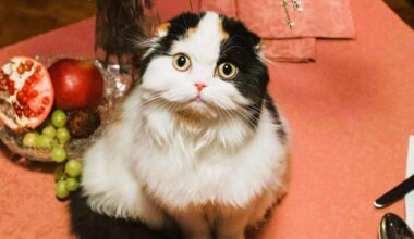 Dvīņi paveiks lielas lietas, Mežāži noķers gandrīz izgaisušu iespēju – 6. novembra horoskops