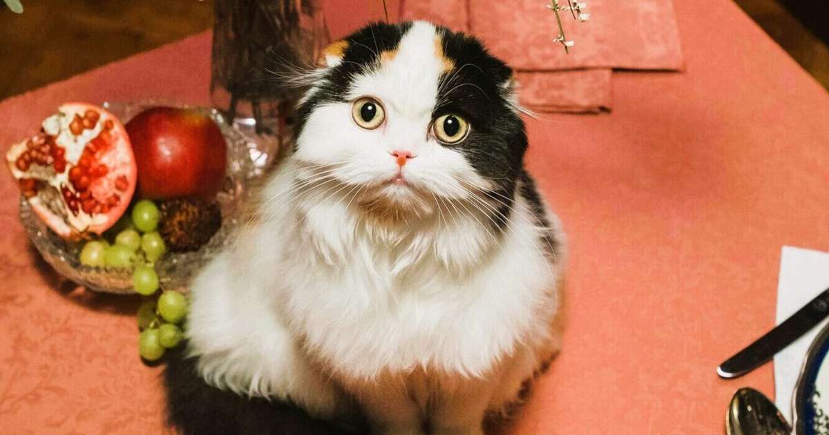 Dvīņi paveiks lielas lietas, Mežāži noķers gandrīz izgaisušu iespēju – 6. novembra horoskops