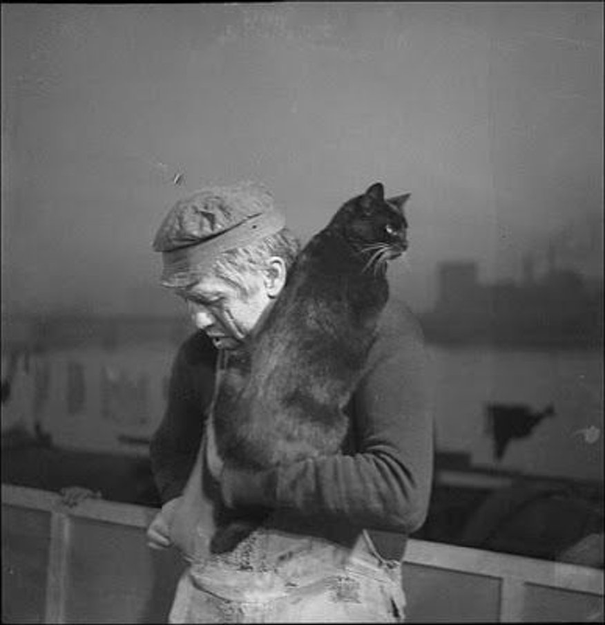 "Splendid Palace" būs skatāma "Straumes" komandas veidota kaķu filmu izlase