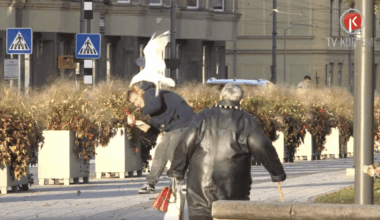 “Viņas izmantos katru iespēju” – Liepājā kaijas terorizē iedzīvotājus