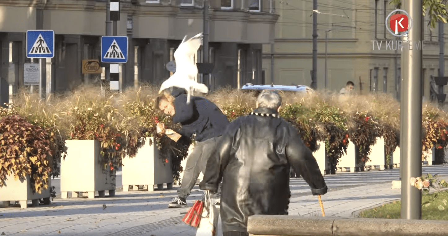 “Viņas izmantos katru iespēju” – Liepājā kaijas terorizē iedzīvotājus