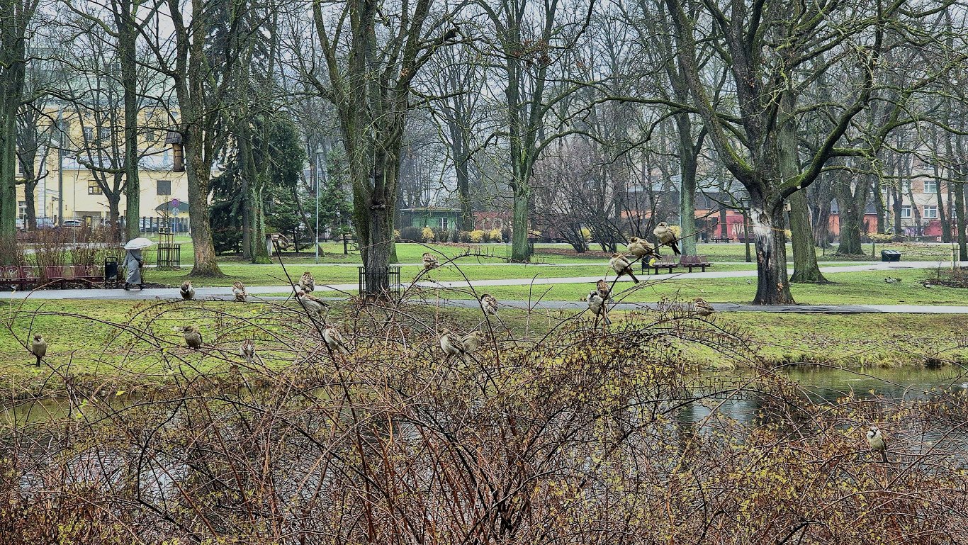 Visu nedēļu laiks būs silts, bet lielākoties apmācies / Raksts