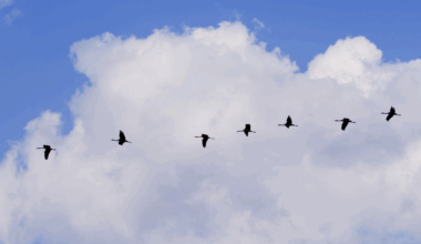 Draudu pilns ceļš uz siltākām zemēm – kurp ziemās aizlido mūsu gājputni? / Raksts