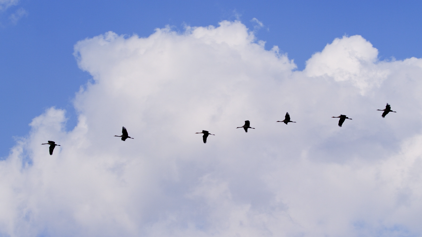 Draudu pilns ceļš uz siltākām zemēm – kurp ziemās aizlido mūsu gājputni? / Raksts