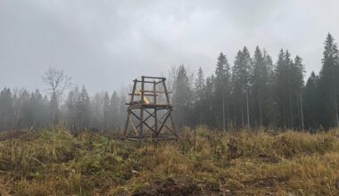 Ogres novadā brūnais lācis, visticamāk, nošauts tīšām / Raksts