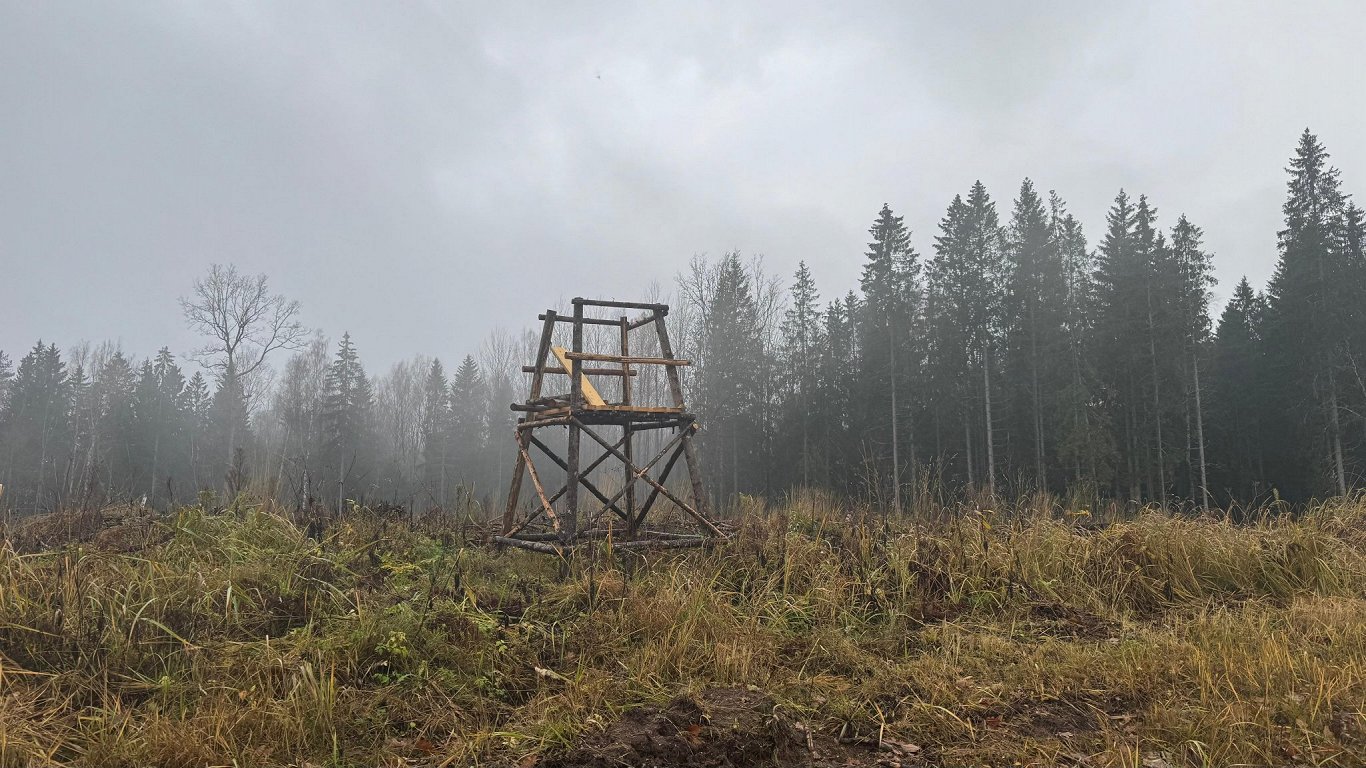 Ogres novadā brūnais lācis, visticamāk, nošauts tīšām / Raksts