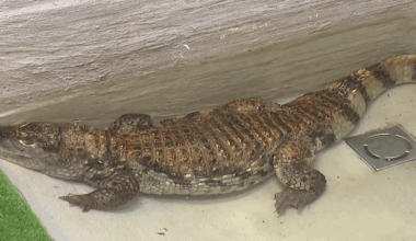 Lietuvā konfiscēts nebrīvē turēts krokodils / Raksts