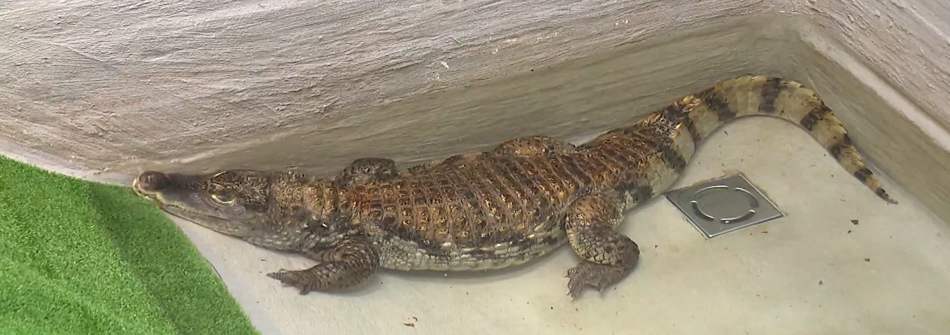 Lietuvā konfiscēts nebrīvē turēts krokodils / Raksts