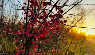 Trešdien Latvijā uzspīdēs saule / Raksts