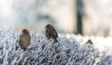 meteorologs Toms Bricis nosauc dienu, kad Latvijā sāksies ziema