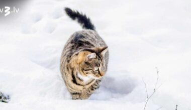 Skorpioniem jātur taisna mugura, Dvīņi flirtēšanā var aiziet par tālu – 30. novembra horoskops