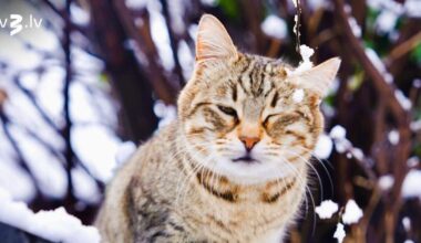 Vēžiem ieteicama piesardzība darba koridoros, Skorpioni var paļauties uz intuīciju – 21. novembra horoskops