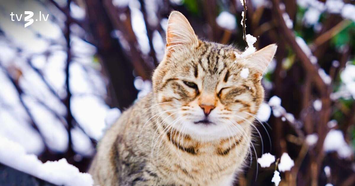 Vēžiem ieteicama piesardzība darba koridoros, Skorpioni var paļauties uz intuīciju – 21. novembra horoskops